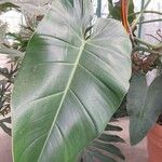 Philodendron sagittifolium List