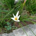 Zephyranthes candida Blomst