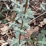 Buddleja albiflora Ліст