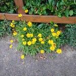 Coreopsis auriculata Staniste