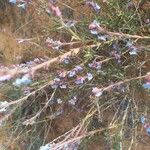 Echiochilon fruticosum Flor