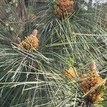 Pinus canariensis 叶