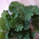 Alchemilla acutiloba Lapas