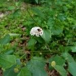 Melanthera nivea Flower