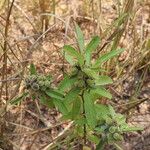 Crotalaria medicaginea Habitus