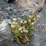 Saxifraga bryoides Habitatea