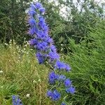 Echium vulgareЦветок