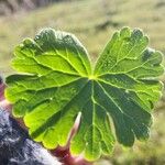 Geranium argenteum Лист