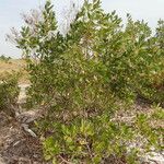 Conocarpus erectus ᱛᱟᱦᱮᱸ