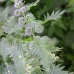 Urtica pilulifera Blüte