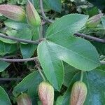 Passiflora manicata Blatt