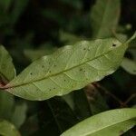 Brunfelsia guianensis Leaf