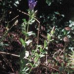 Gentiana calycosa Агульны выгляд