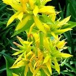 Gentiana lutea ফুল