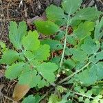 Chelidonium majus Leaf