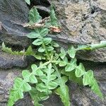 Sonchus radicatus Blad