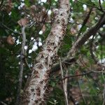 Osodendron altissimum Bark