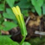 Rhagadiolus edulis Flower