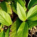 Ribes laurifolium Hoja