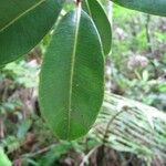 Psiloxylon mauritianum Leaf