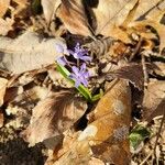 Scilla bifoliaKukka