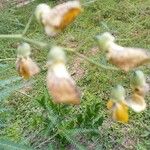 Tamarindus indica Kwiat