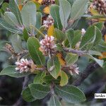 Salix glauca Floare