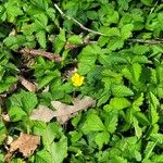 Potentilla indica পাতা