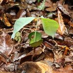 Irvingia excelsa Leaf