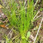 Festuca gautieri Leaf