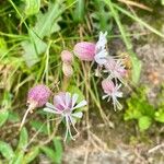 Silene vulgarisFlor