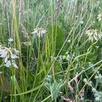 Vicia pisiformis Flor