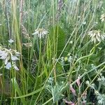 Vicia pisiformis Blüte