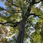 Metasequoia glyptostroboides Alkat (teljes növény)