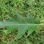 Quercus rubra Leaf