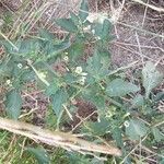 Solanum physalifolium Cvet