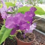 Brunfelsia pauciflora Çiçek