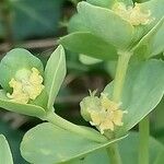 Euphorbia corsica Lorea