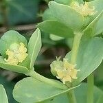 Euphorbia corsica Blüte