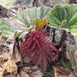 Gunnera insignis Fiore