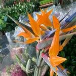 Strelitzia reginaeFlower