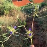 Blepharis linariifolia Flower