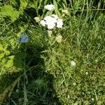 Achillea nobilisFlor