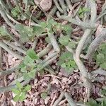 Senecio articulatus Blatt