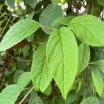 Syringa josikaea Leaf