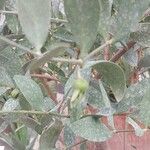 Simmondsia chinensis Άλλα