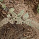 Adiantum vogelii Leaf