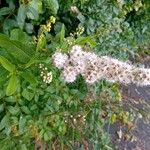 Spiraea albaКветка