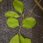 Viburnum rufidulum Folha