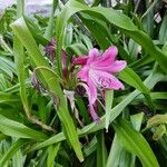 Crinum × powellii Flower